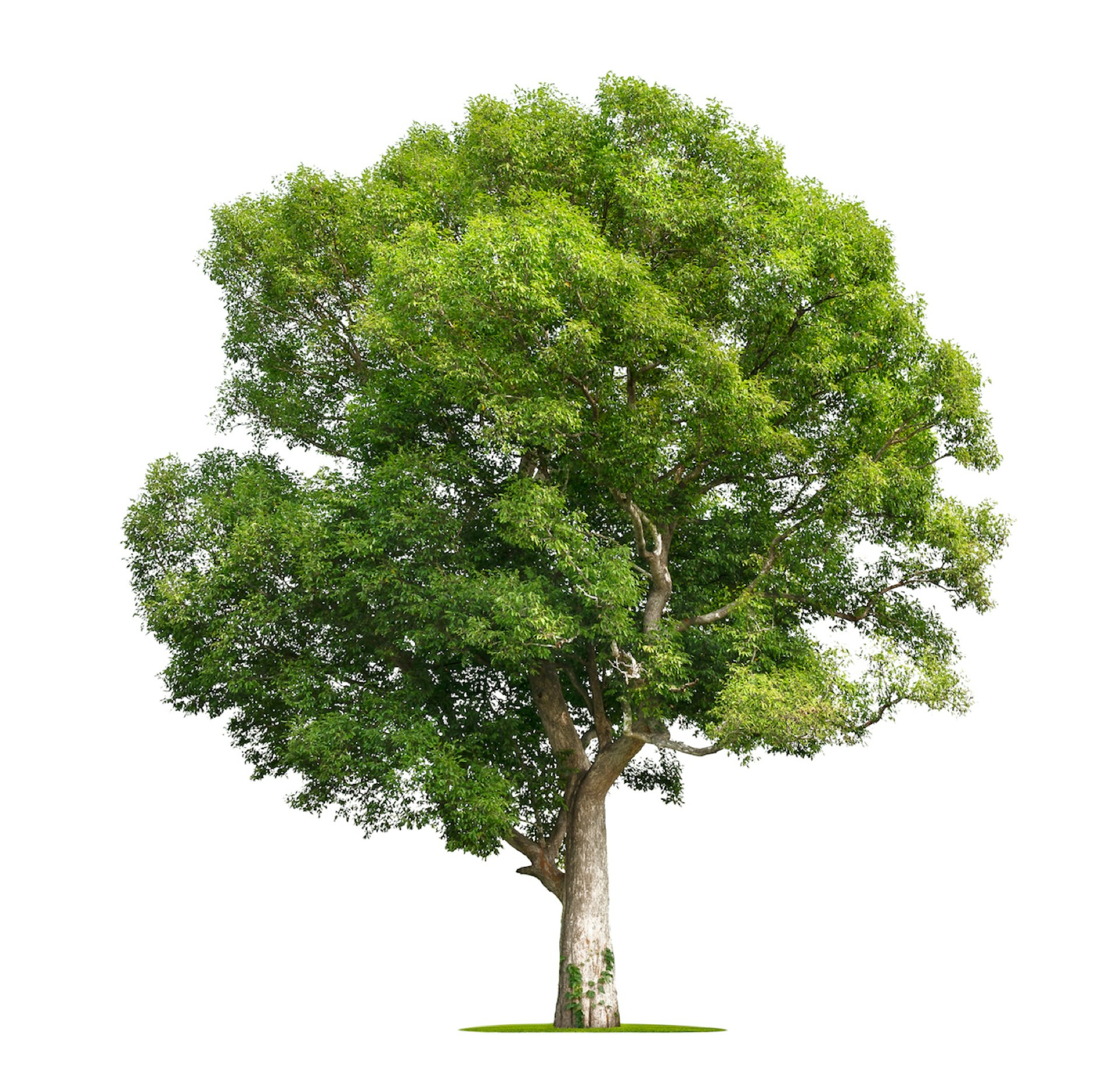 Arbol Verde para Interiorismo